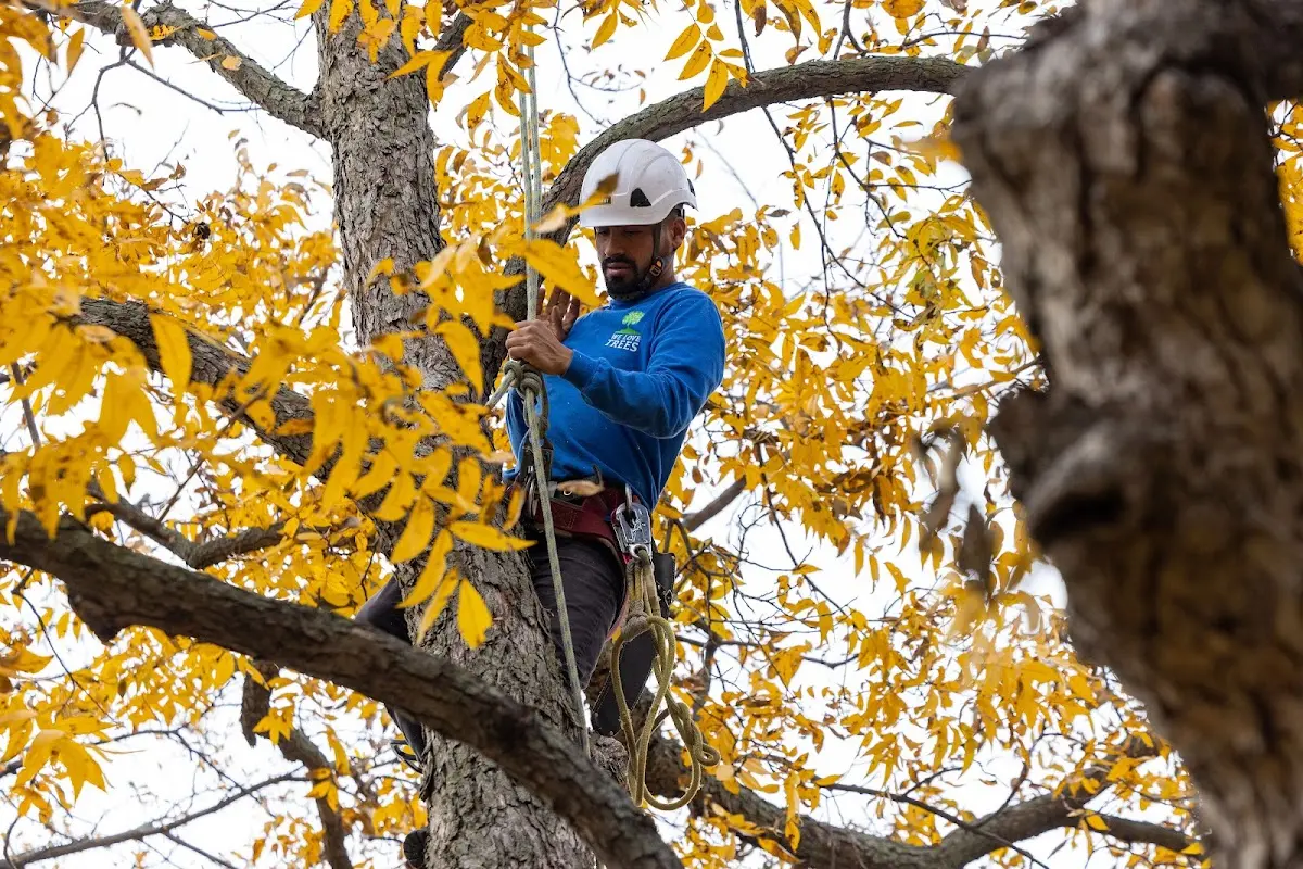 Skilled Tree Pruning crew working in Sahuarita